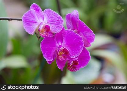 orchid,Thai orchid