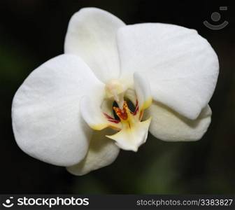 Orchid white. A flower growing in a tropical climate