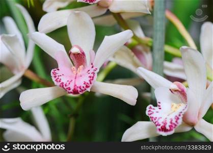Orchid white. A flower growing in a tropical climate