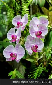 orchid with colorful and fragrant blossoms against green natural background