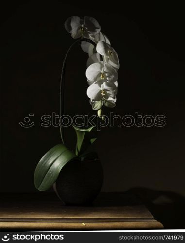 orchid without pistil in studio