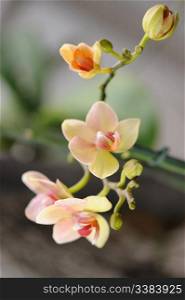 Orchid yellow. A flower growing in a tropical climate