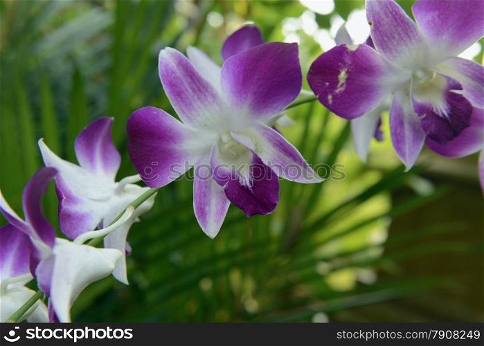 Orchidee Flowers in a Hotel Garden in City of Ayutthaya in the north of Bangkok in Thailand, Southeastasia.
