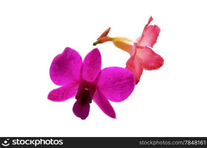 Orchids and colorful azalea flowers