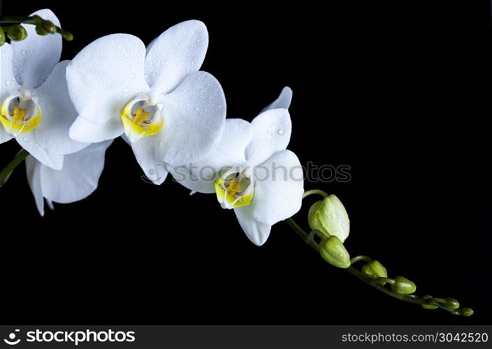 Orchids, colorful springtime nature concept