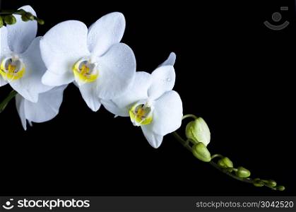 Orchids, colorful springtime nature concept
