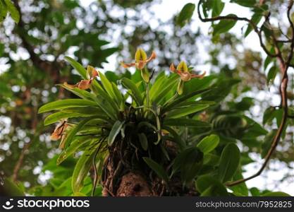 Orchids in the Rainforest