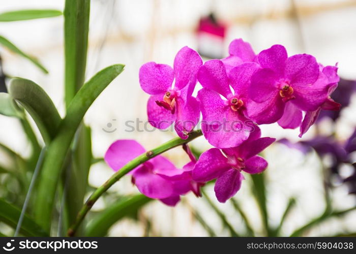 orchids . pink orchids at botanical garden