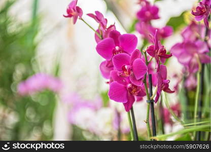 orchids . pink orchids at botanical garden