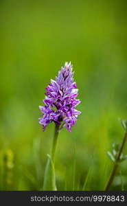 Orchis militaris, the military orchid,is a species of orchid native to Europe