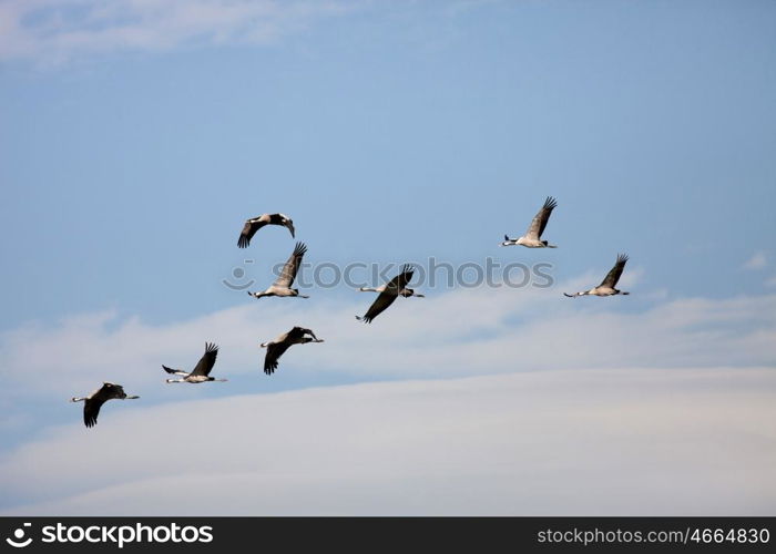 Ordered cranes flying in formation over an beautiful sky