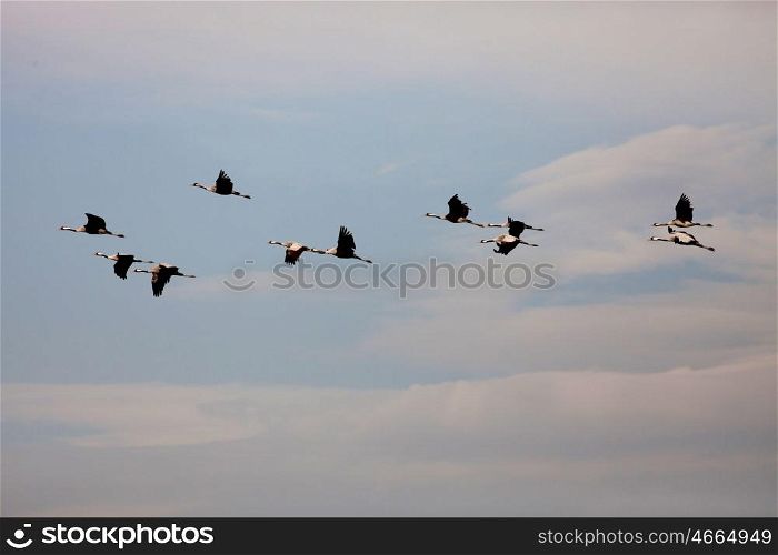 Ordered cranes flying in formation over an beautiful sky