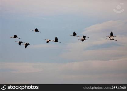 Ordered cranes flying in formation over an beautiful sky
