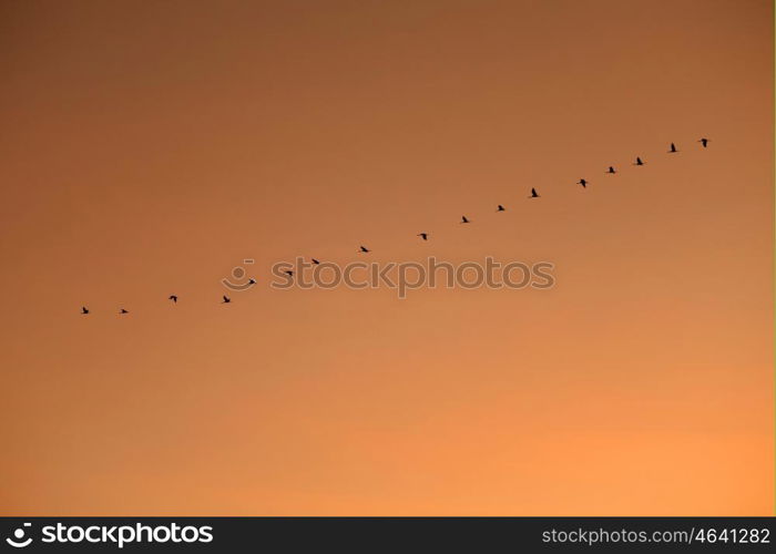 Ordered cranes flying in formation over an orange sky