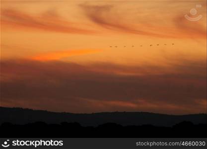 Ordered cranes flying in formation over an orange sky