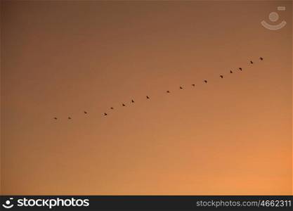 Ordered cranes flying in formation over an orange sky