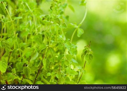 Oregano bush close up the green leaves