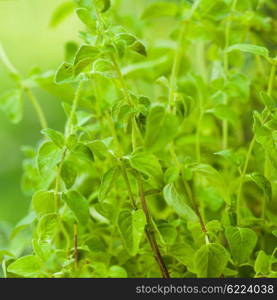 Oregano bush very close up the leaves. Oregano leaves macro