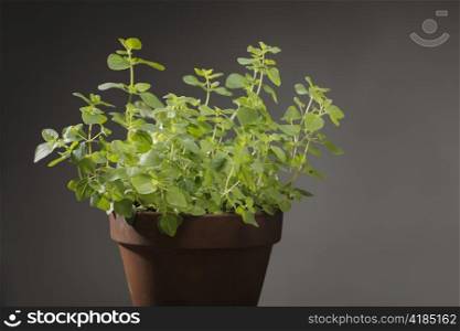Oregano herb plant in clay pot.
