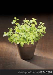 Oregano herb plant potted in a clay pot.