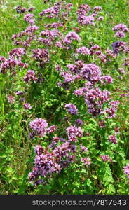 Oregano (Origanum vulgare)