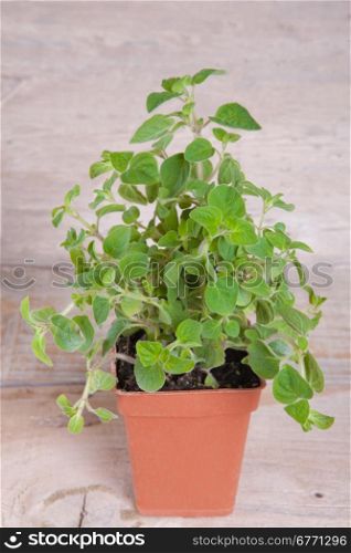 Oregano plant in a pot on a wooden board