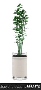 oregano plant in pot isolated on white background