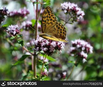 Oregano with butterfly