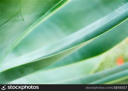 Organic abstract Agave attenuata, lion&rsquo;s tail, swan&rsquo;s neck, foxtail
