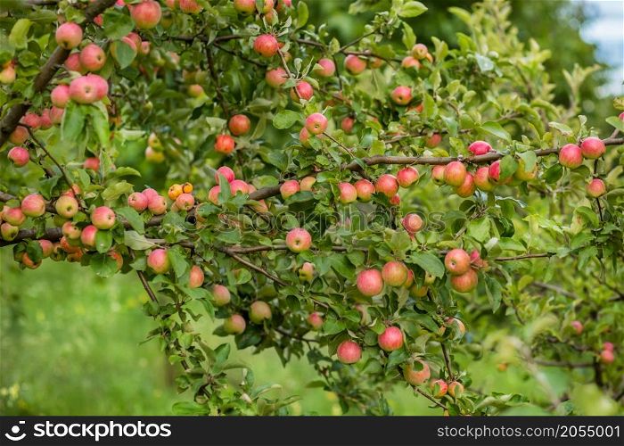 Organic apples hanging from a tree branch in an apple orchard. Organic apples hanging from a tree branch