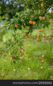 Organic apples hanging from a tree branch in an apple orchard. Organic apples hanging from a tree branch