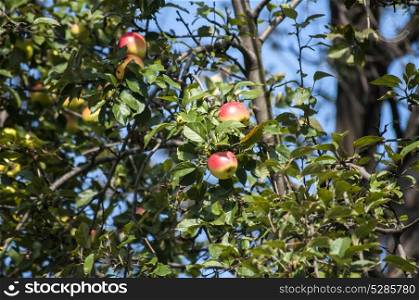 Organic apples on green tree branches in sunny day
