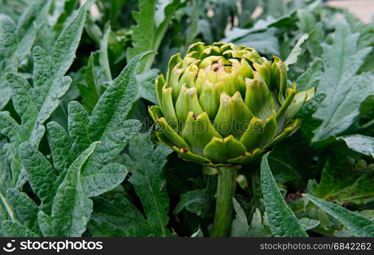 Organic Artichoke Growing in the Vegetable Garden