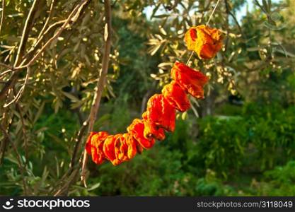 Organic Bell Peppers Hanged To Sun Dry on a string under olive trees