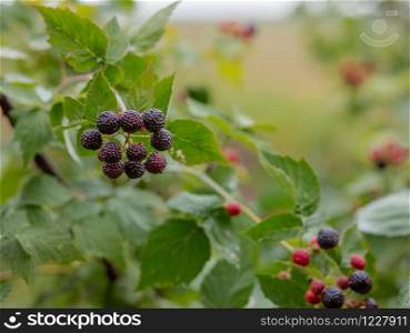 Organic blackberry bush. Growing Organic Berries closeup. Ripe Blackberry in the fruit garden.. Organic blackberry bush. Growing Organic Berries closeup.