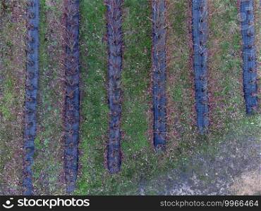 Organic blueberry plantation in winter. Blueberry foot sprouting 