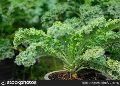Organic broccoli in vegetable garden