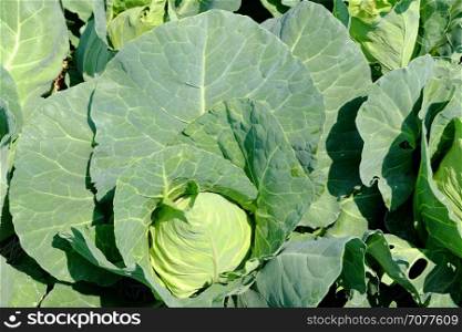 Organic cabbage. Pointed cabbage in the garden.Organic cabbage.