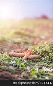 Organic carrots on an agriculture field, close up