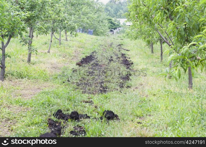 organic dwarf peach tree orchard with light application of chicken manure