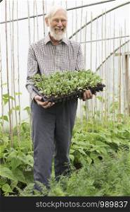 Organic Farmer Holding Tray Of Seedlings In Greenhouse