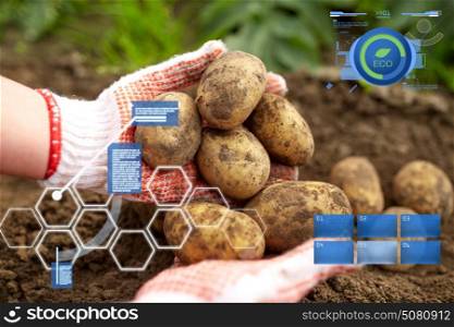 organic farming, agriculture and people concept - farmer with potatoes at farm garden. farmer with potatoes at farm garden