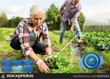organic farming, agriculture and people concept - happy senior couple working in garden at summer farm. senior couple working in garden or at summer farm