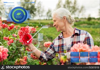 organic farming, agriculture and people concept - happy senior woman with flowers blooming at summer garden. senior woman with flowers at summer garden