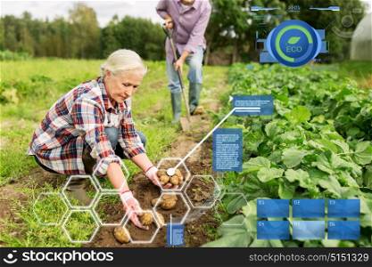 organic farming, agriculture and people concept - senior couple planting potatoes at garden or farm. senior couple planting potatoes at garden or farm