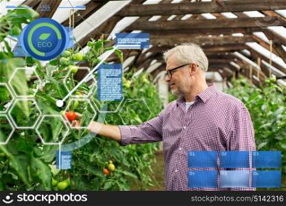 organic farming, agriculture and people concept - senior man or farmer growing tomatoes at greenhouse on farm. senior man growing tomatoes at farm greenhouse