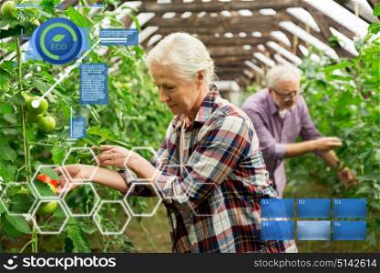 organic farming, agriculture and people concept - senior woman and man harvesting crop of tomatoes at greenhouse on farm. old woman picking tomatoes up at farm greenhouse