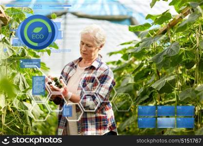 organic farming, agriculture and people concept - senior woman harvesting crop of cucumbers at greenhouse on farm. old woman picking cucumbers up at farm greenhouse