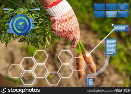 organic farming, agriculture, harvesting and people concept - farmer hand in glove with carrots on farm. farmer hand in glove with carrots on farm