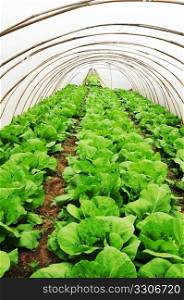 Organic farming, celery cabbage growing in greenhouse